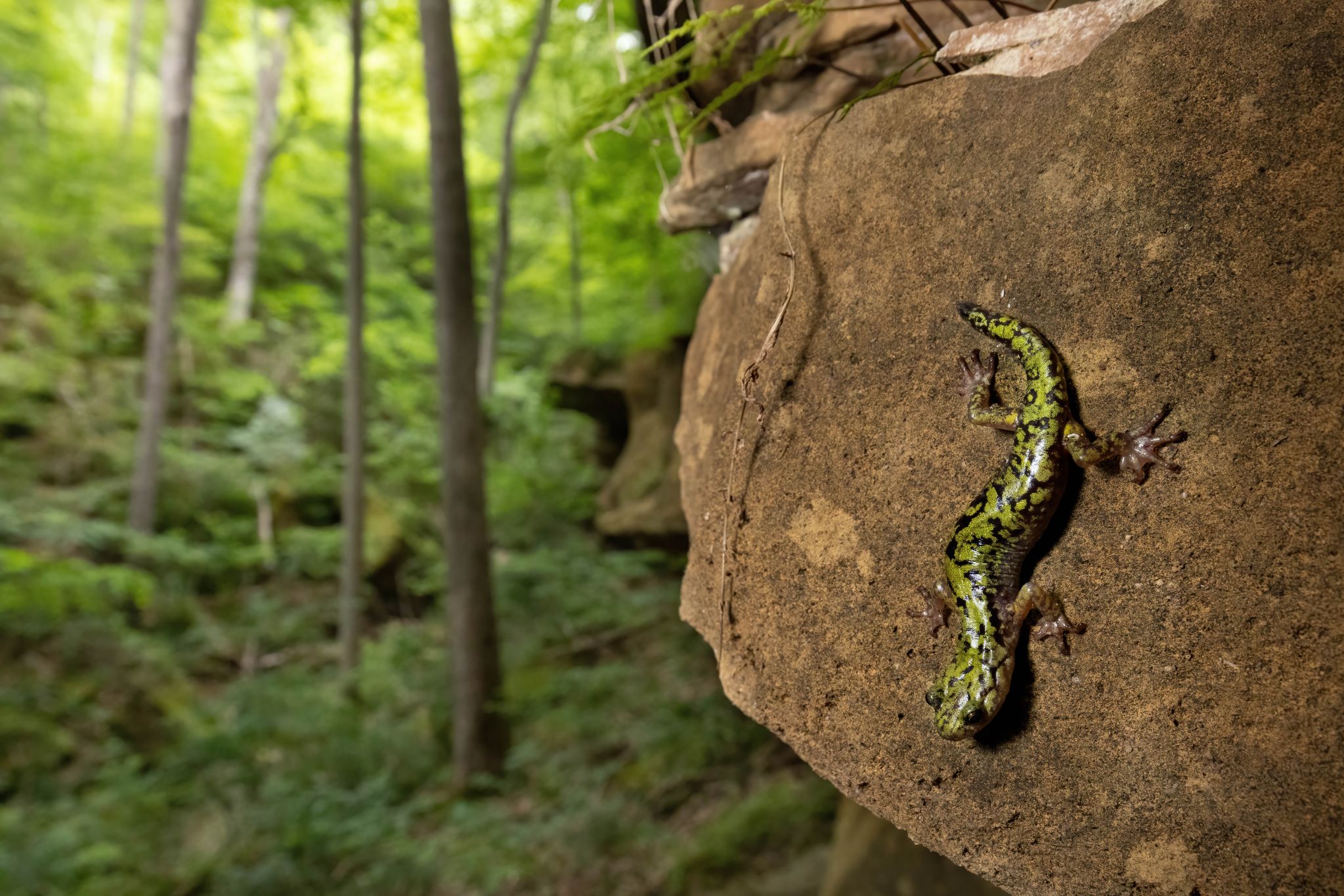 Green salamander in habitat